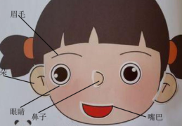 人五官指的是哪五官(人五官指的是哪五官简笔画)