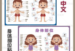 人体五官是指哪五官图片及名称的简单介绍