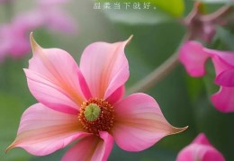 关心早安心语图_(关心早安心语图片大全)