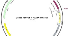 flag是什么意思在生物中的意思(flag是指什么)