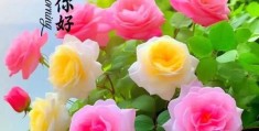 励志早安心语正能量早安问候图片(励志早安心语正能量早安问候图片大全)