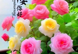 励志早安心语正能量早安问候图片(励志早安心语正能量早安问候图片大全)