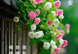 今日最佳早安句子早安图片(今天最新早安图及问候语)