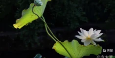 夏桑榆全文免费阅读(夏桑小说)