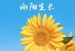 致前行者(致前行者徐梦桃)