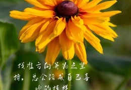 包含2020最火励志句8个字的词条