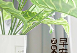 早安语录正能量短句朋友圈(早安正能量经典短句朋友圈)