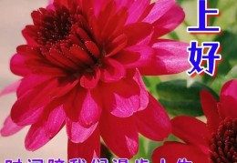 今日最佳问候祝福语(今日最佳问候祝福语呼叫转移什么地方可以查到)