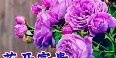 微信问候语大全早上好(微信每天早上的问候语)