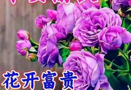 微信问候语大全早上好(微信每天早上的问候语)