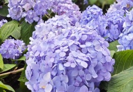 花般绽放是什么意思(如花般绽放是什么意思)