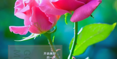 一日一句正能量2024版唯美图片大全(一日一句正能量的话)