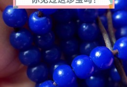 宝珠百度百科(宝珠图片)